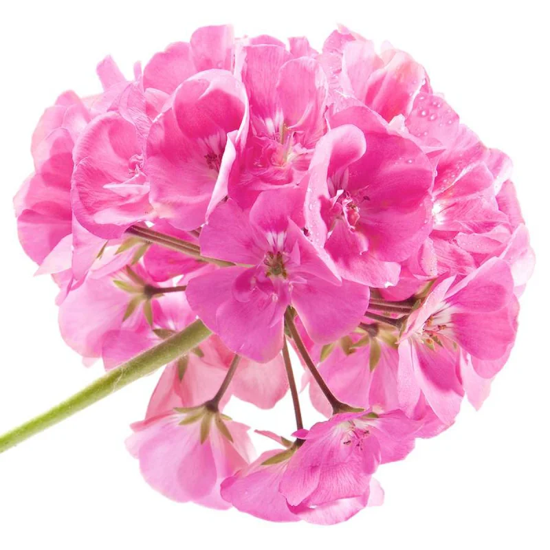Rose Geranium Essential Oil