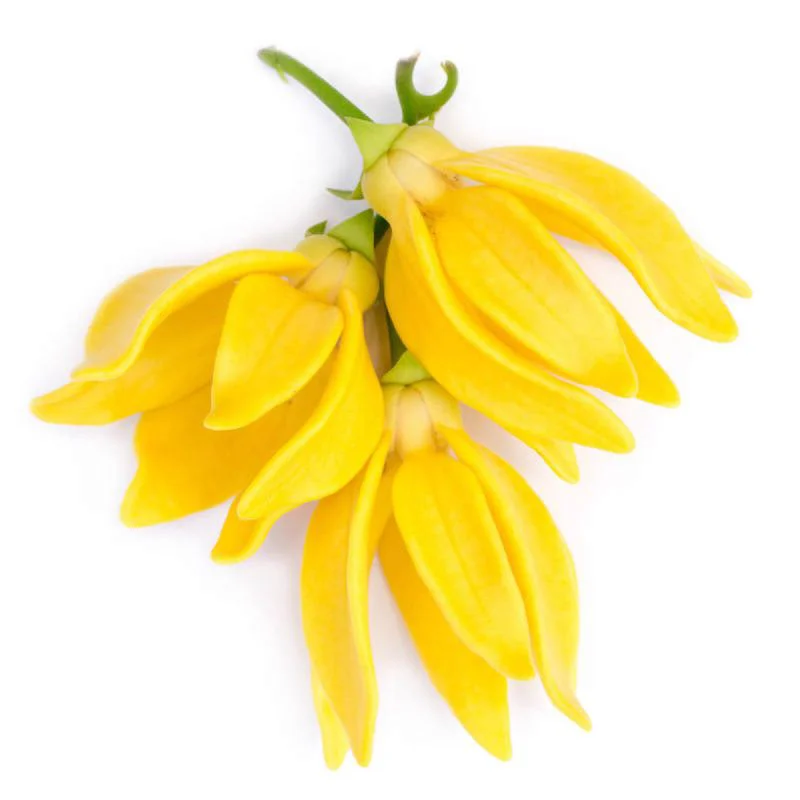 Ylang Ylang Essential Oil